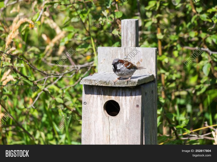 Скворечник для Воробьев