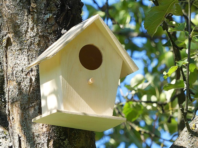 Воробей в доме