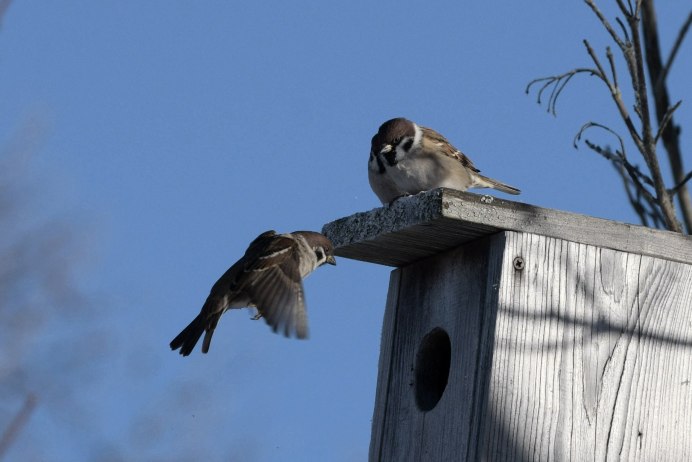 Веселый скворечник