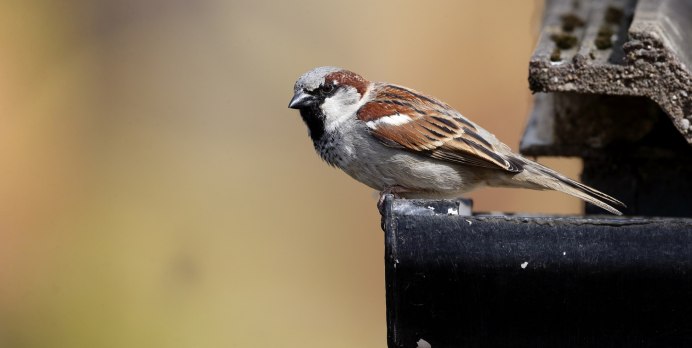 Домик для Воробьев