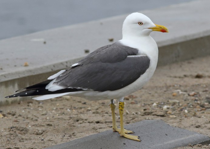 Caspian Gull