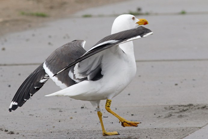 Черноголовый хохотун - Larus ichthyaetus Pallas, 1773