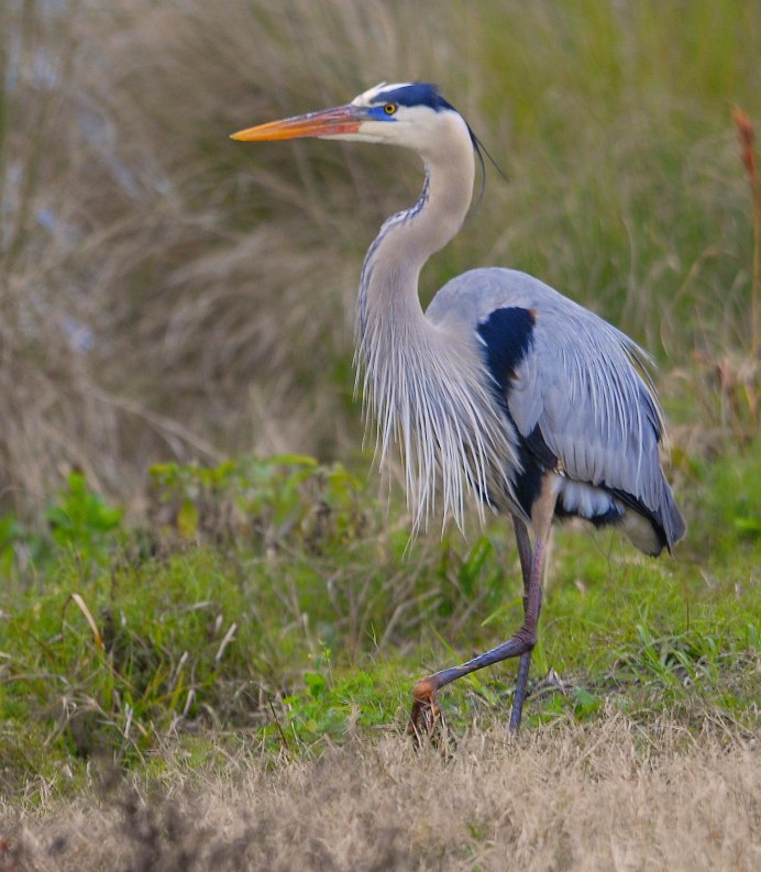 Ласточка городская (Delichon urbicum)