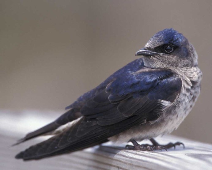 Кобчик (Falco vespertinus)