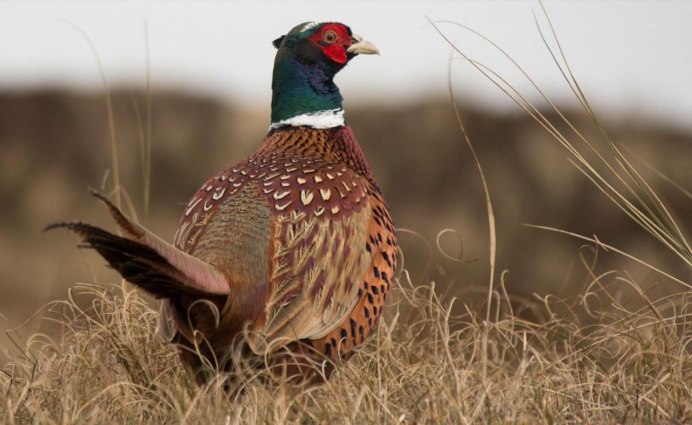 Глухарь (Tetrao urogallus)