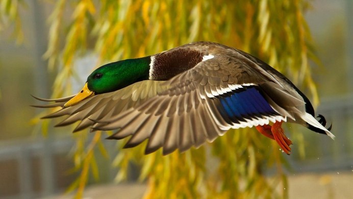 Глухарь (Tetrao urogallus)