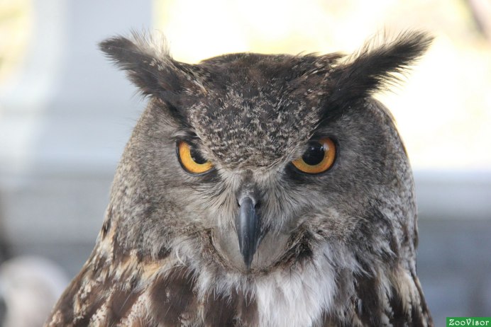 Филин Bubo Bubo