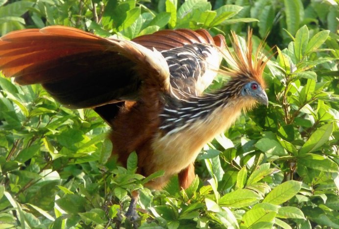 Золотоголовый фазан