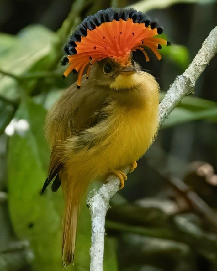 Амазонский Королевский мухоед