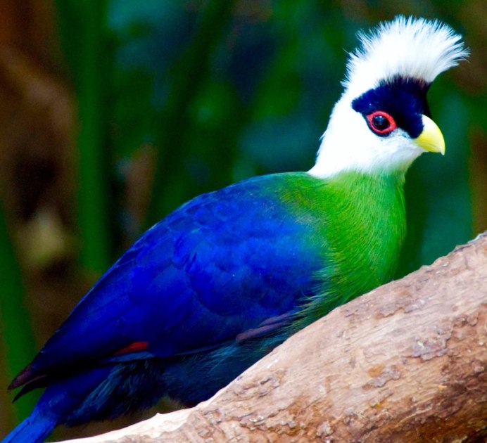 Амадина Гульда HD