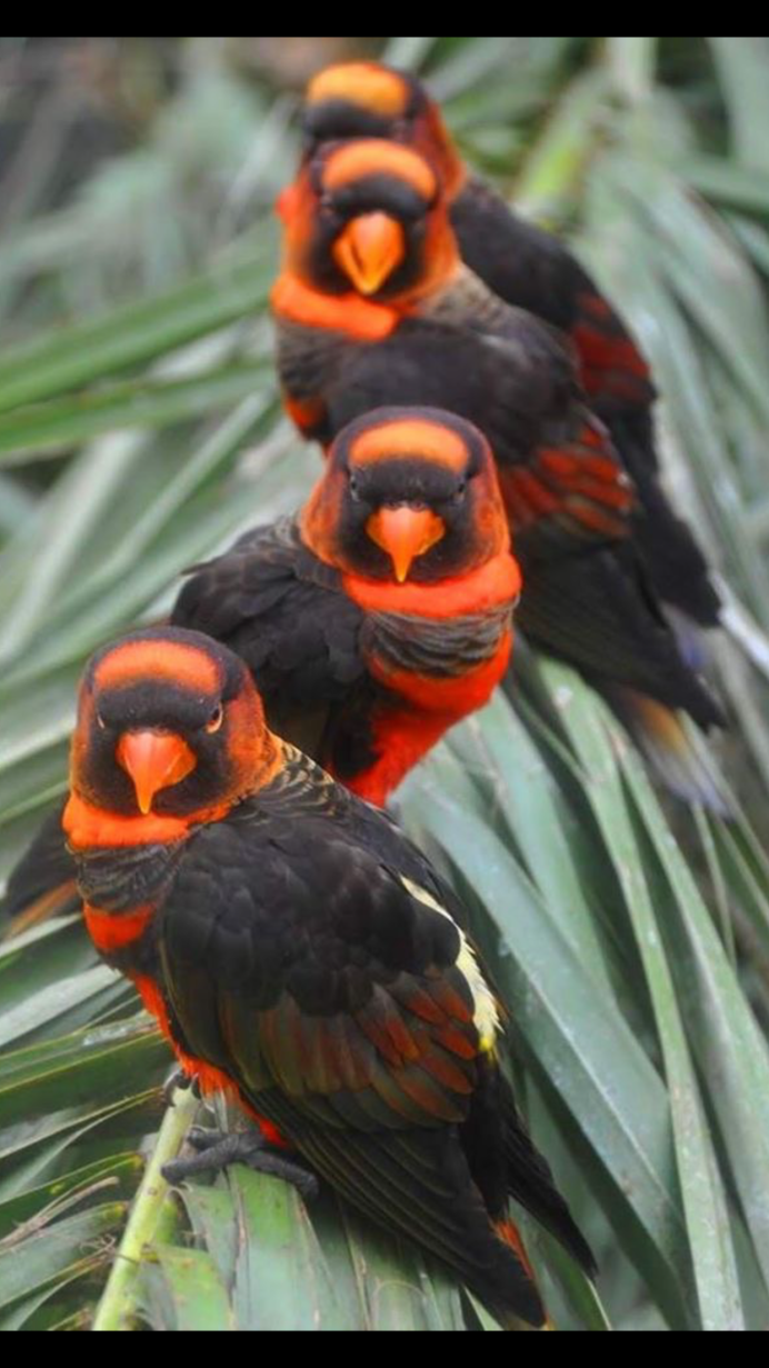 Хохлатый арасари