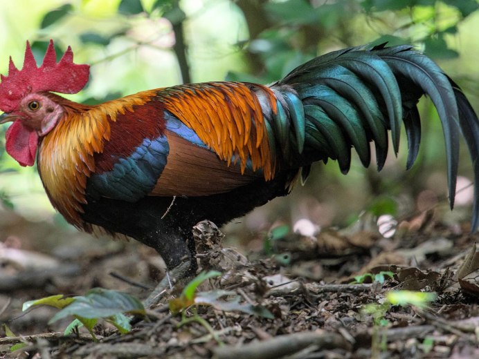 Попугаи амадины