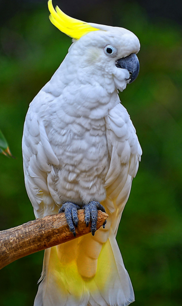 Арара попугай