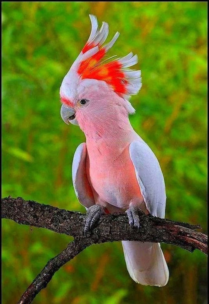 Фазан золотой красный