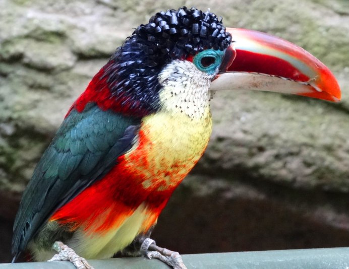 Золотой фазан самец