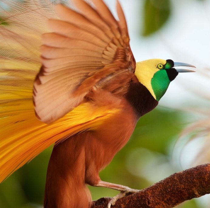 Чудесная птица