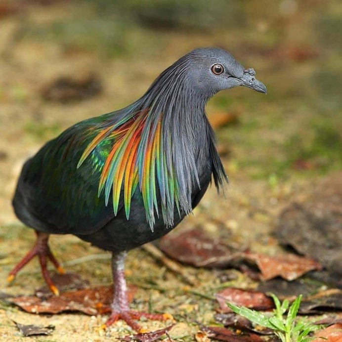 Фазан разноцветный