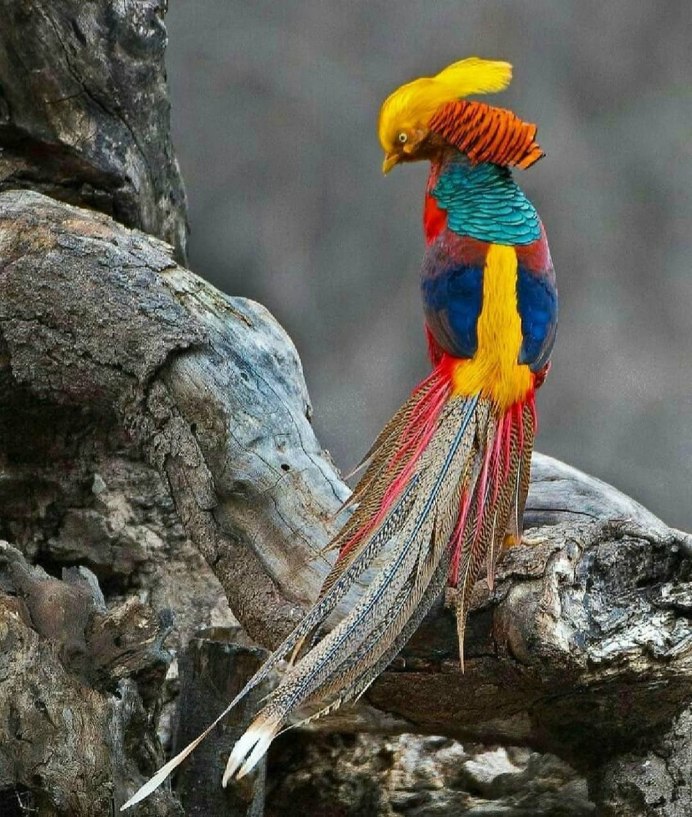 Голуболицый Тукан