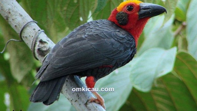 Синеклювый Тукан