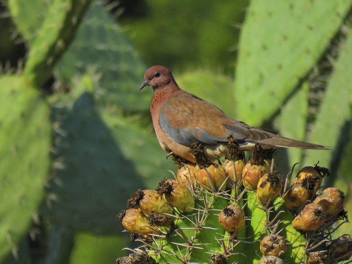 Малая Горлица (Streptopelia senegalensis)