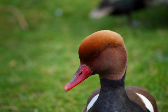 Чеграва (Hydroprogne Caspia)