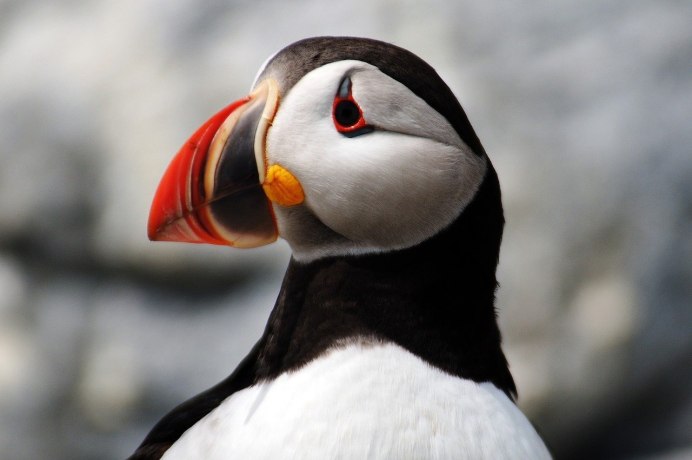 Атлантический тупик (Fratercula Arctica)