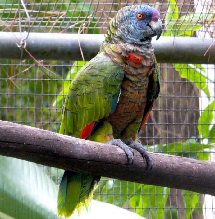 Parrot Linux