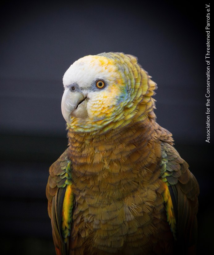 St.Vincent Parrot