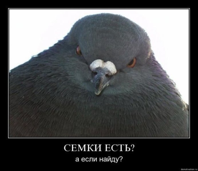 Злой голубь