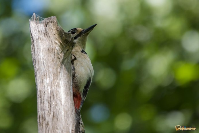 Забавные дятлы