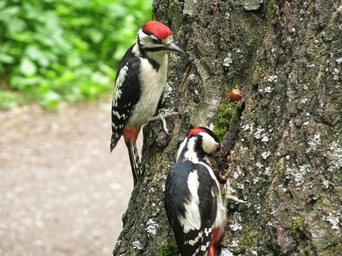 Слеток большого пестрого дятла