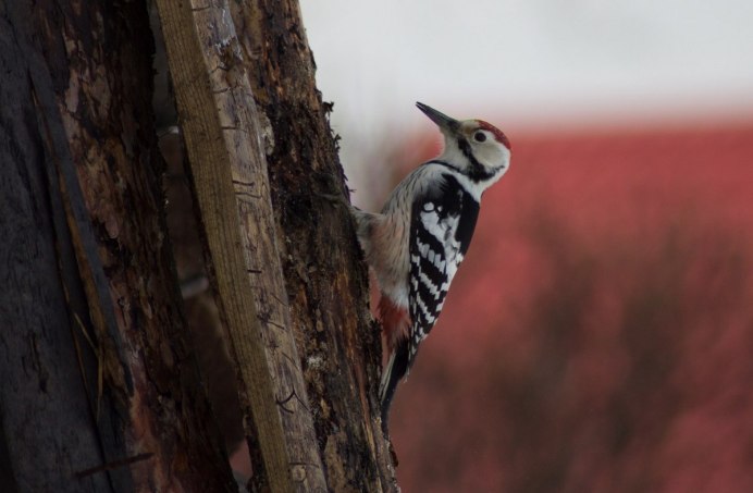 Белка летит на дятле
