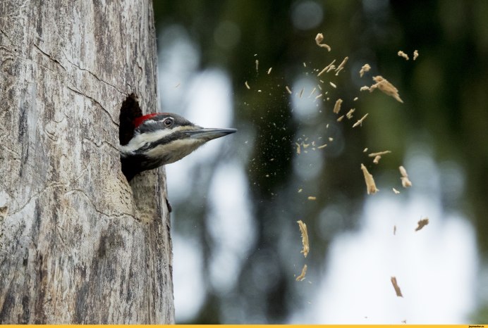Белоклювый дятел