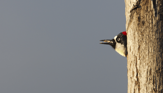 Дятел анфас