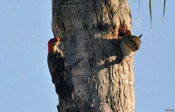 Дятел долбит дерево