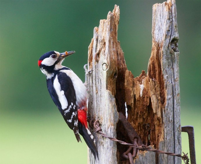 Алтайский дятел
