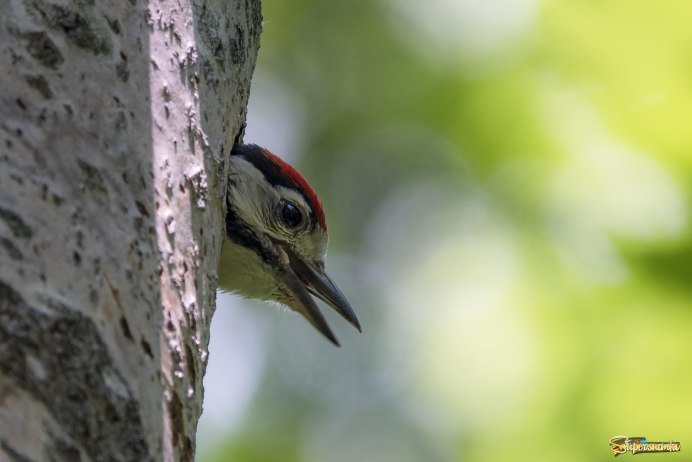 Сова и дятел