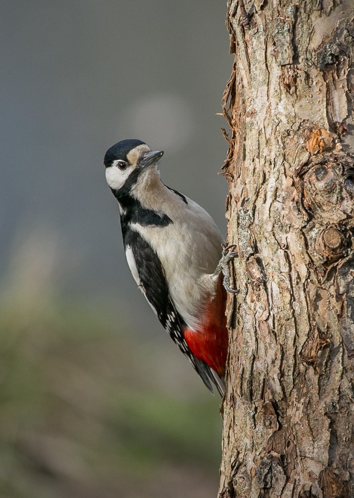 Хохлатая Желна птенцы