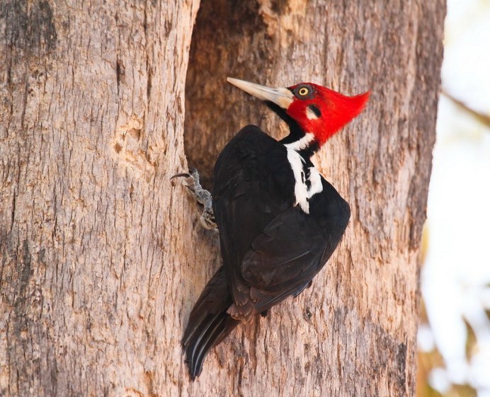 Красноголовый черный дятел