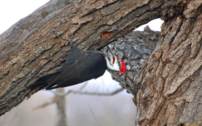 Дятел прикол