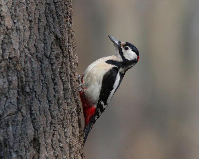 Дятел Красношапочник