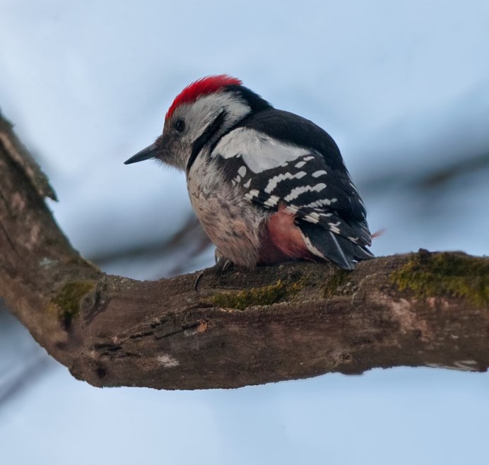 Магелланов Королевский дятел