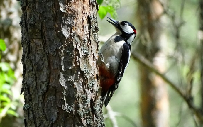 Красношапочный дятел