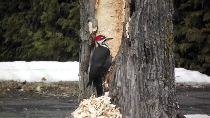 Страшный дятел