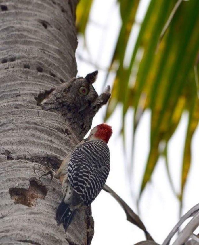 Я тебе перфоратор сломаю
