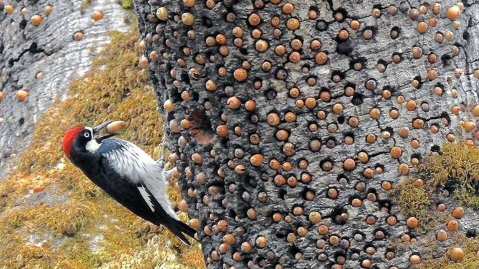 Дятел красноголовик