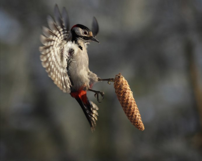 Дятел с перфоратором