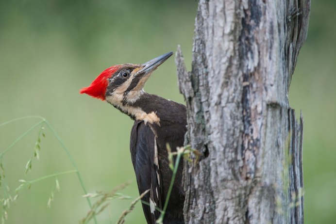Дятел смешное фото