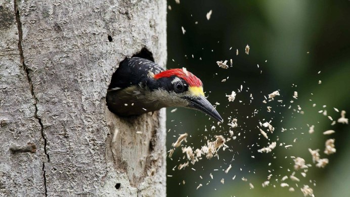 Хохлатый Красношапочный дятел