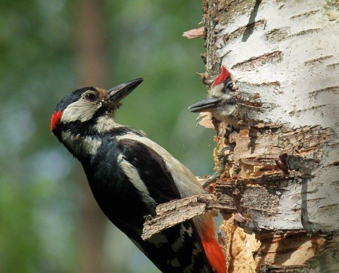 Птица которая стучит по дереву